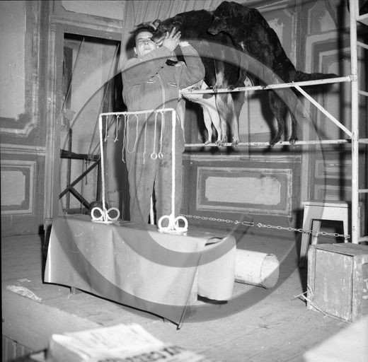 FO-CIRQUE  79  chiens savants  .jpg