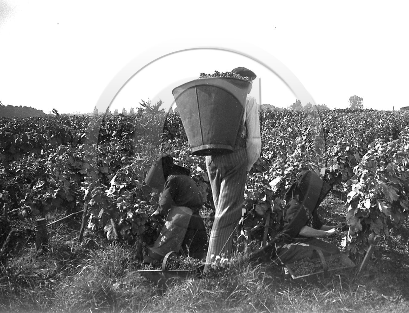 AG 284.jpg