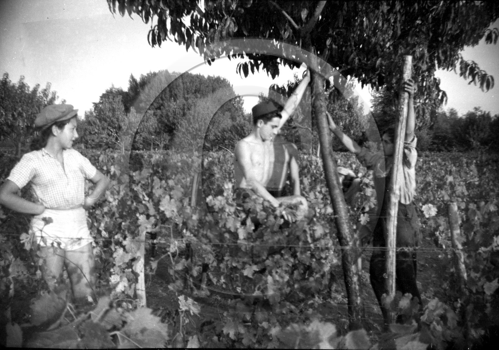 AG 679  vignes .jpg