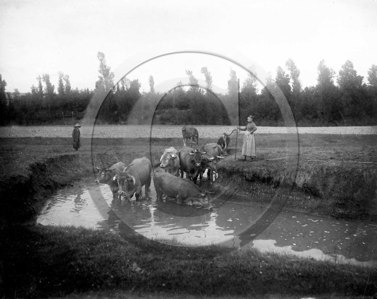 vi  1834 Grignols les vaches dpt 33 plaque 18x24 .jpg