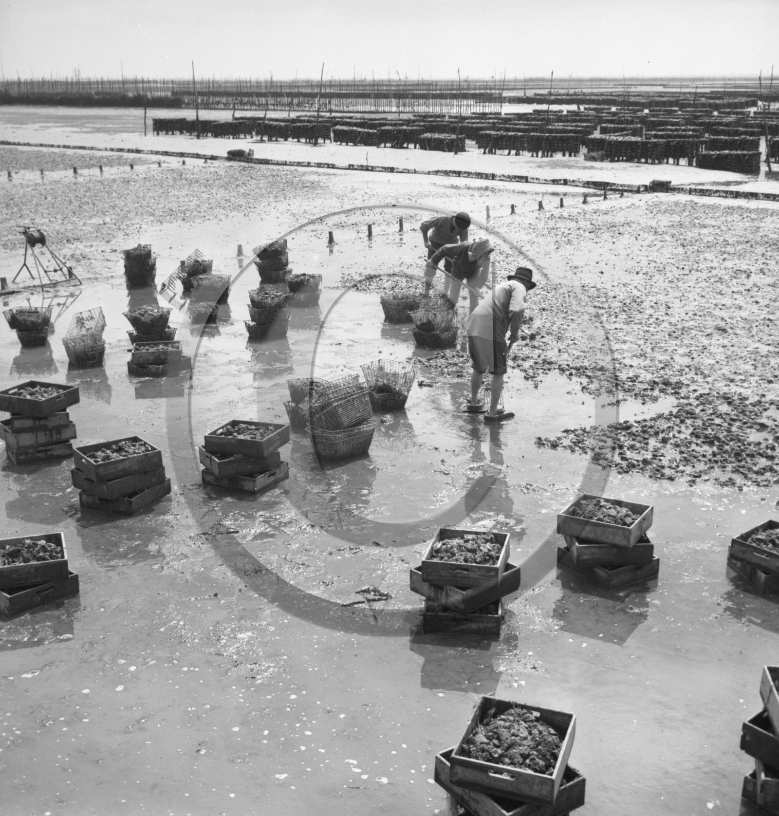 arc 2862 parc huitres .jpg