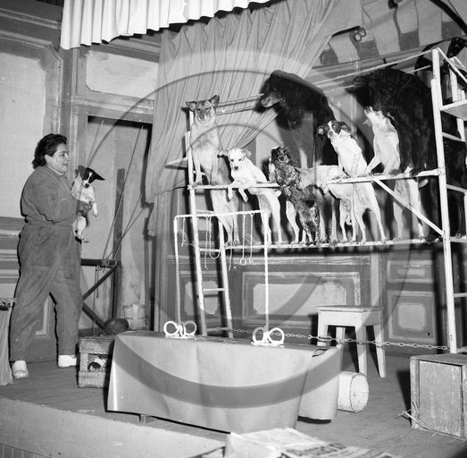 FO-CIRQUE  81  chiens savants  .jpg