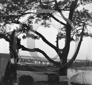 arc 4607 le pin de Kypris Moulleau .jpg