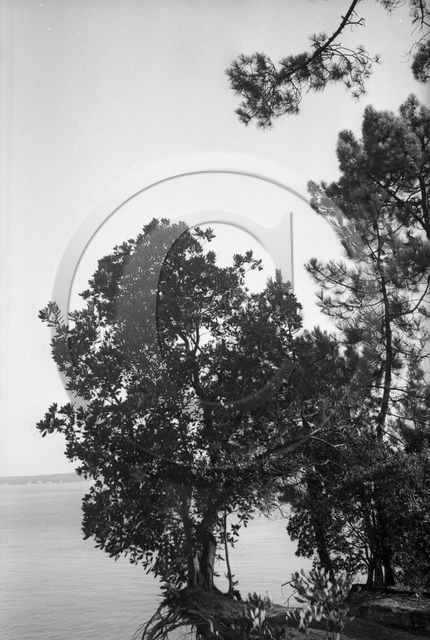 arc 4540  ferret .jpg