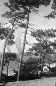 arc 4410 Abatilles .jpg