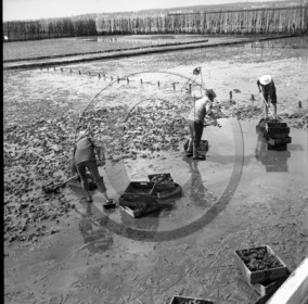 arc 2861 parc huitres .jpg