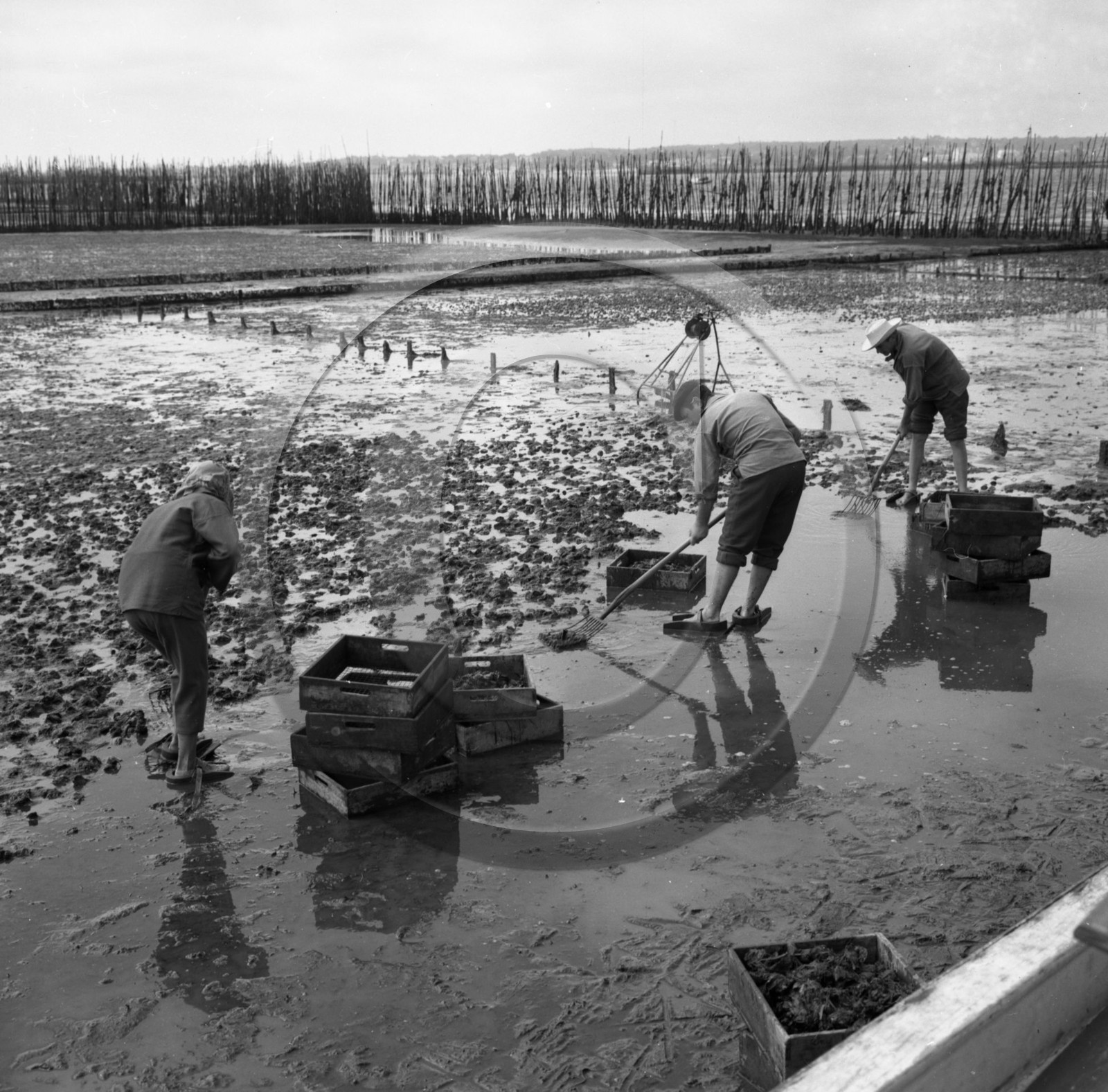 arc 2847 parc huitres .jpg